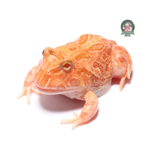 Strawberry pacman 2-3 cm | HT - Exoticzone