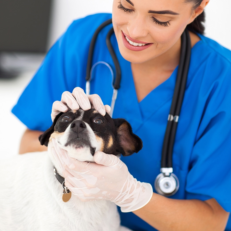 Găng tay dùng 1 lần không mùi, không vị, không bột, không dính, bám tay hơn, dai hơn, cảm ứng  4gram 9inch 240mm, (hộp 100 cái)