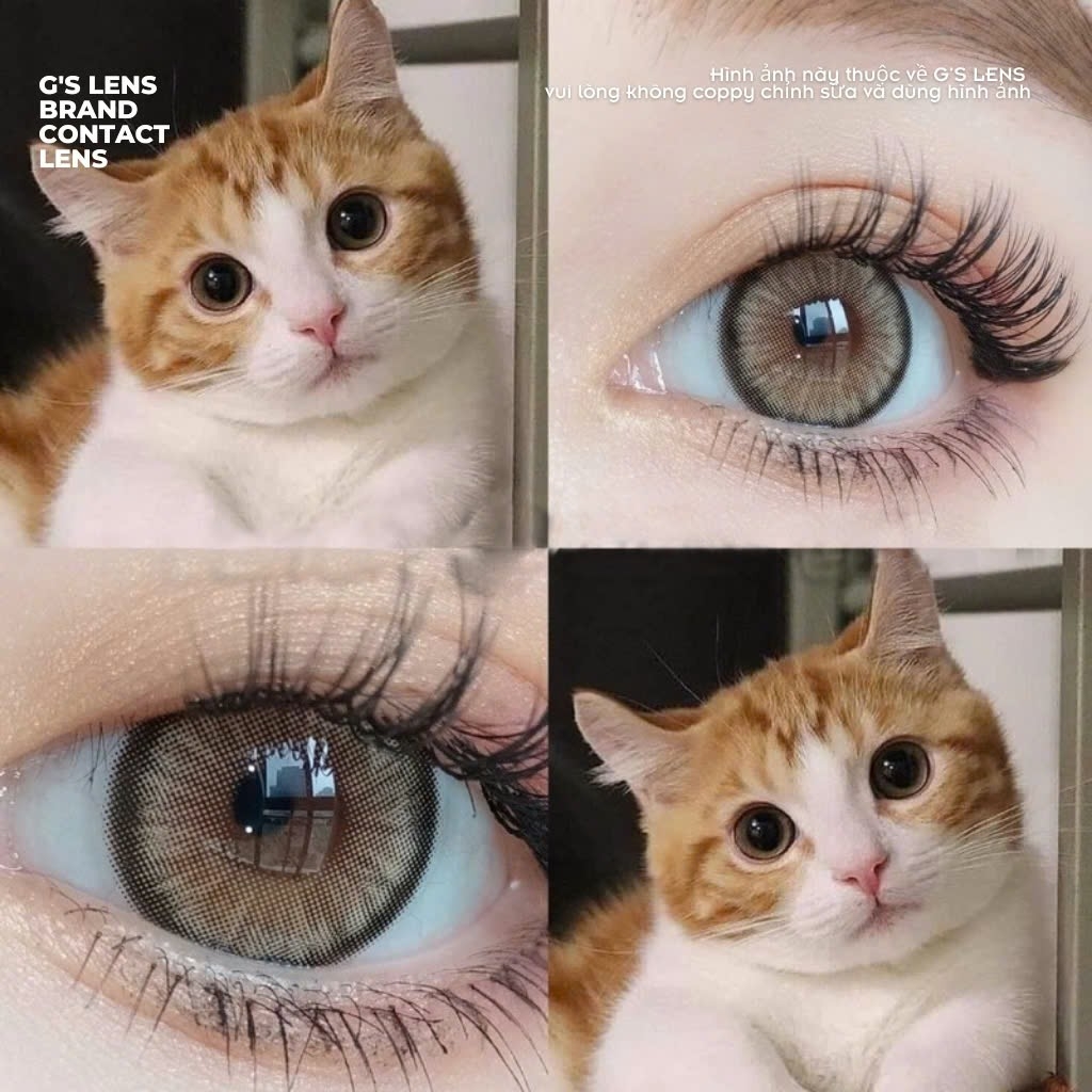 Kính áp tròng 6 tháng DAYANE BROWN màu nâu sáng tây giãn tròng nhỏ GTRENDY - MC38