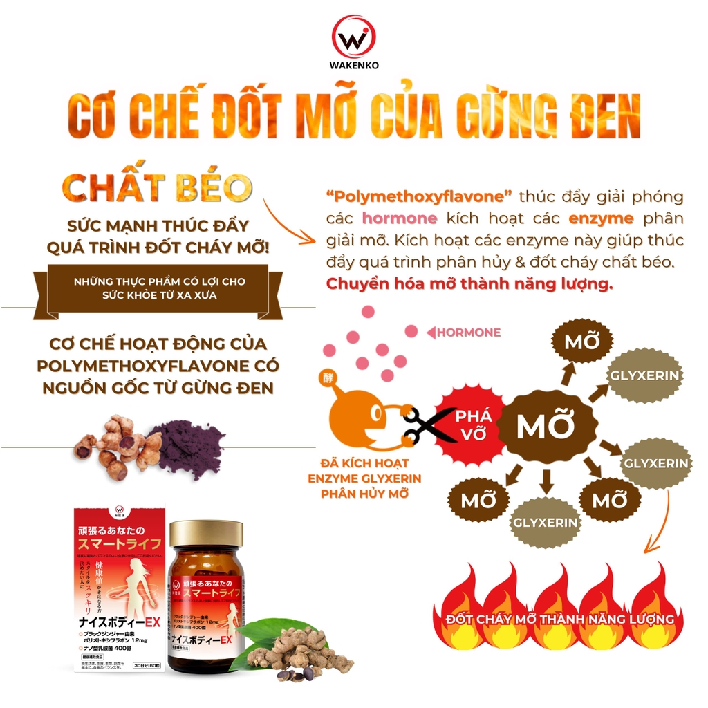 Viên Uống Giảm Mỡ Bụng Lợi Khuẩn Gừng Đen Nice Body Wakenko [60 Viên]