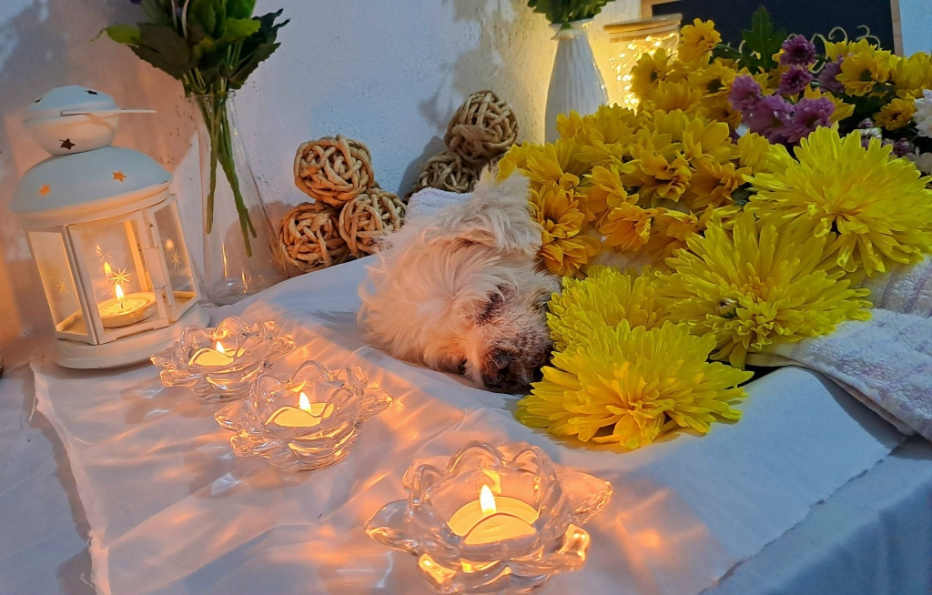Hỏa táng thú cưng