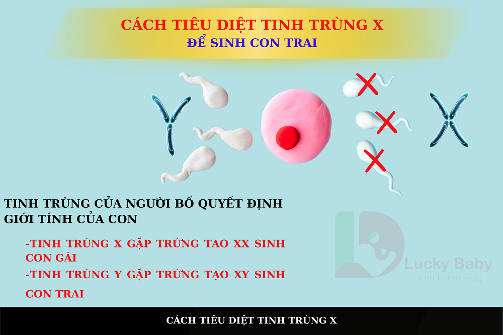 CÁCH TIÊU DIỆT TINH TRÙNG X ĐỂ SINH CON TRAI