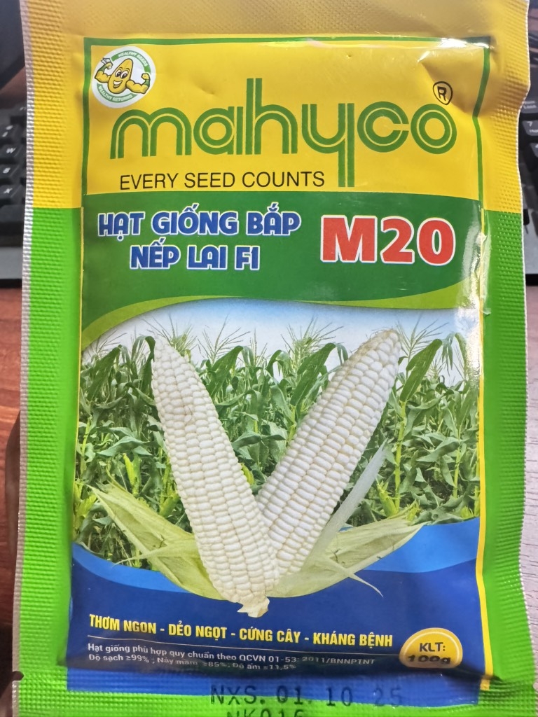 Ngô nếp lai m20