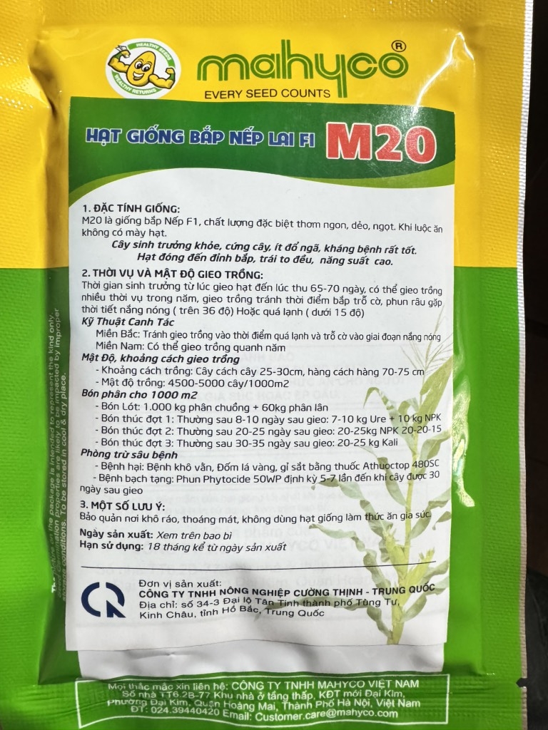 Ngô nếp lai m20