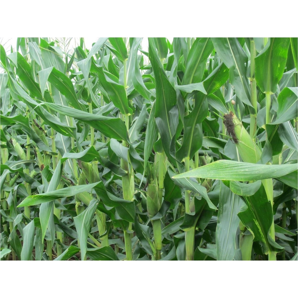 Hạt Giống NGÔ NẾP LAI HN68 THƠM NGON gói 500g