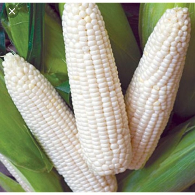 Hạt Giống NGÔ NẾP LAI HN68 THƠM NGON gói 500g