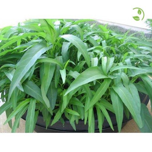 Hạt Giống Rau Muống RQV lá tre 50g