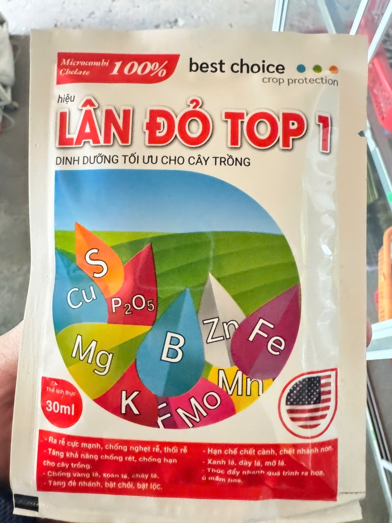 bón lá  Lân đỏ top 1