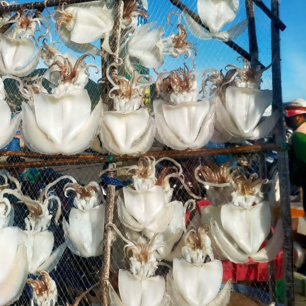 MỰC LÁ MỘT NẮNG