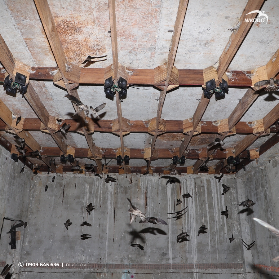 Môi trường vi khí hậu trong nhà yến là yếu tố quan trọng cần được kiểm soát chặt chẽ để đảm bảo chim yến cảm thấy an toàn và thoải mái khi làm tổ. Nhiệt độ lý tưởng trong nhà yến nên dao động từ 27 đến 29 độ C, kết hợp với độ ẩm ổn định trong khoảng 75% đến 85%. Bên cạnh đó, ánh sáng trong nhà yến cần được giữ ở mức rất thấp, chỉ từ 0.02 đến 0.10 lux, mô phỏng không gian tối tự nhiên giống như hang đá mà yến sinh sống ngoài tự nhiên.