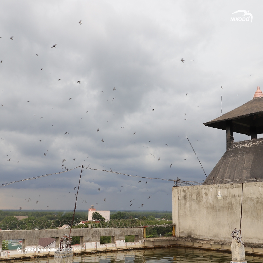 Môi trường vi khí hậu trong nhà yến là yếu tố quan trọng cần được kiểm soát chặt chẽ để đảm bảo chim yến cảm thấy an toàn và thoải mái khi làm tổ. Nhiệt độ lý tưởng trong nhà yến nên dao động từ 27 đến 29 độ C, kết hợp với độ ẩm ổn định trong khoảng 75% đến 85%. Bên cạnh đó, ánh sáng trong nhà yến cần được giữ ở mức rất thấp, chỉ từ 0.02 đến 0.10 lux, mô phỏng không gian tối tự nhiên giống như hang đá mà yến sinh sống ngoài tự nhiên.