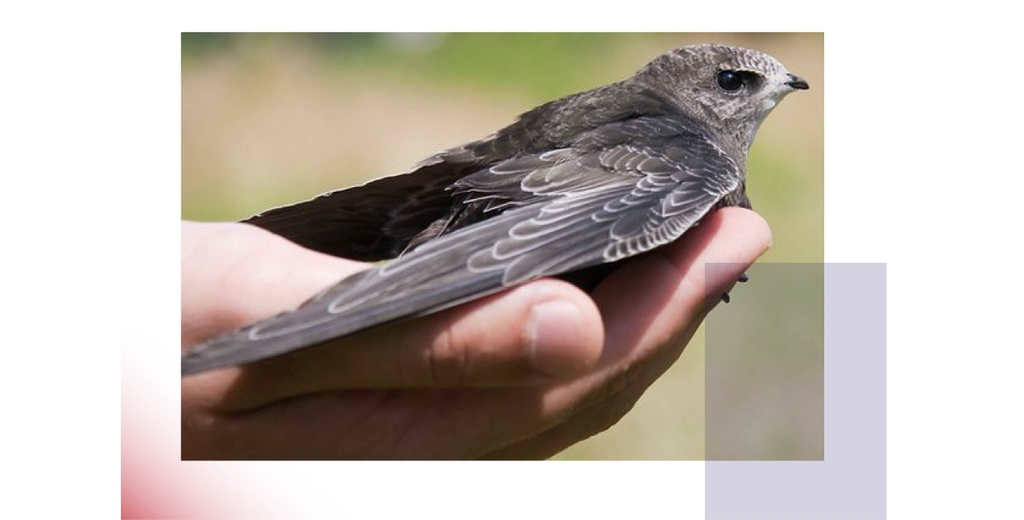 Đặc Điểm Sinh Học Của Chim Yến Nhà