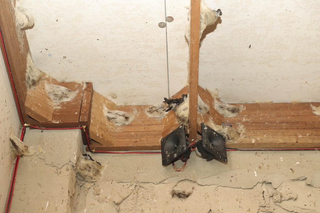 loa ru nhà yến ax61 w