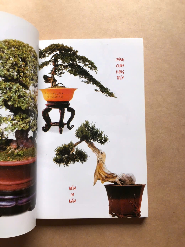 180 Dáng BONSAI Đặc Sắc