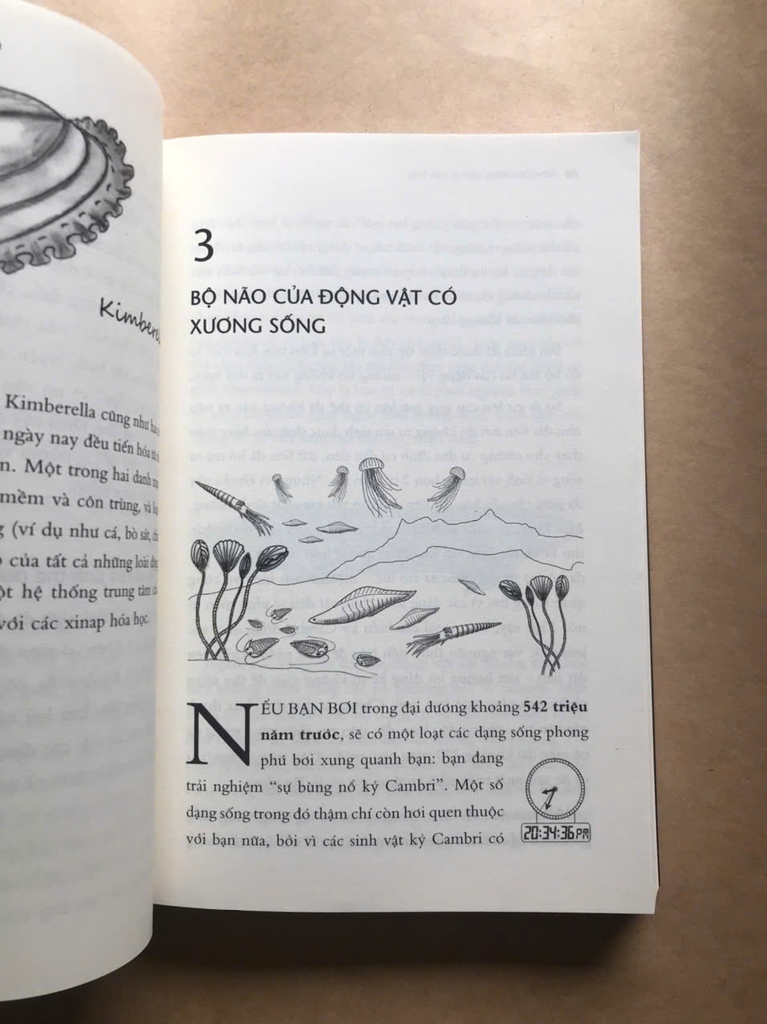 Não Bộ Không Ngừng Tiến Hóa: Trí Thông Minh Của Bạn Đến Từ Đâu?