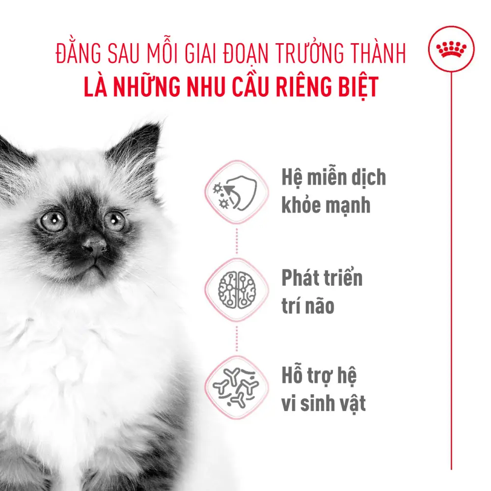 Thức Ăn Hạt Cho Mèo Con Royal Canin Kitten