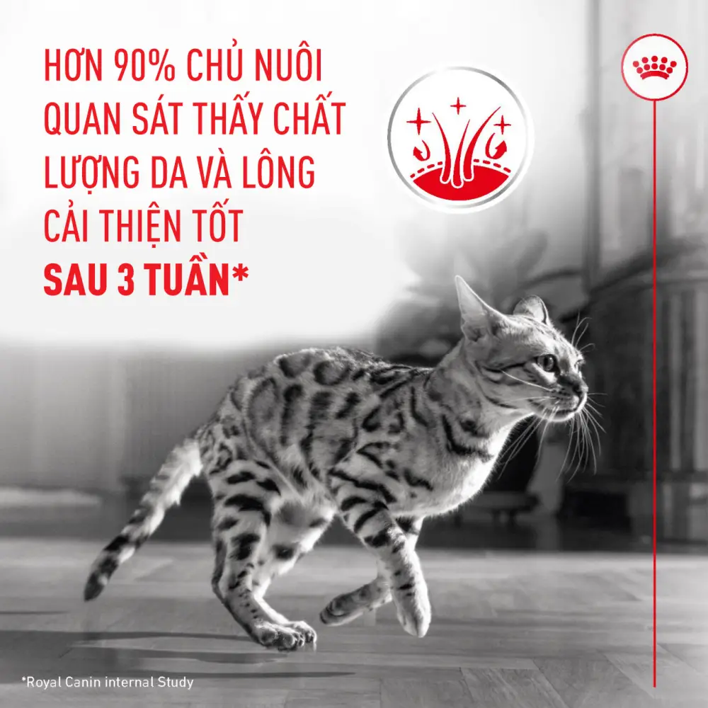 Thức Ăn Hạt Cho Mèo Trưởng Thành Dưỡng Lông & Da Royal Canin Hair & Skin Care