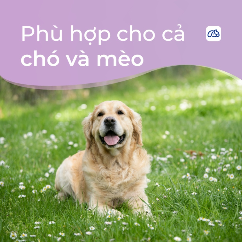 Sữa tắm khô cho chó mèo DR.VET
