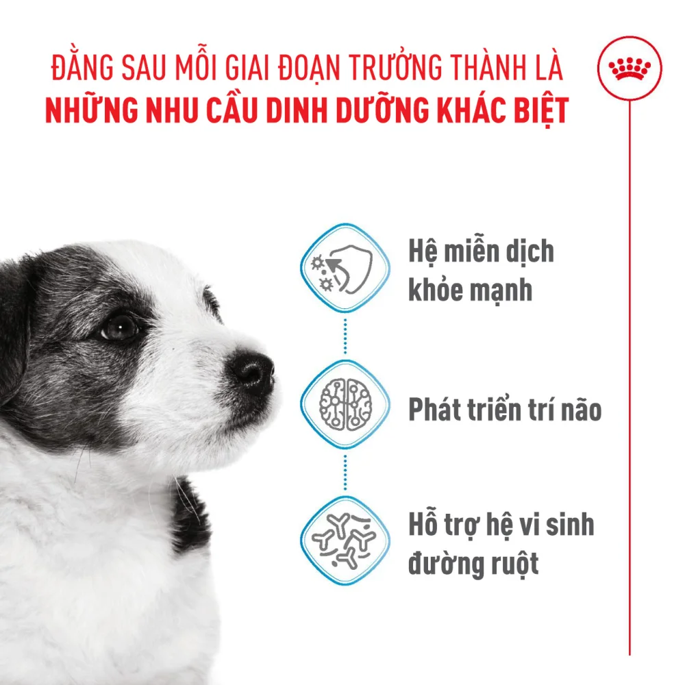 Thức Ăn Hạt Cho Chó Con Giống Nhỏ Royal Canin Mini Puppy