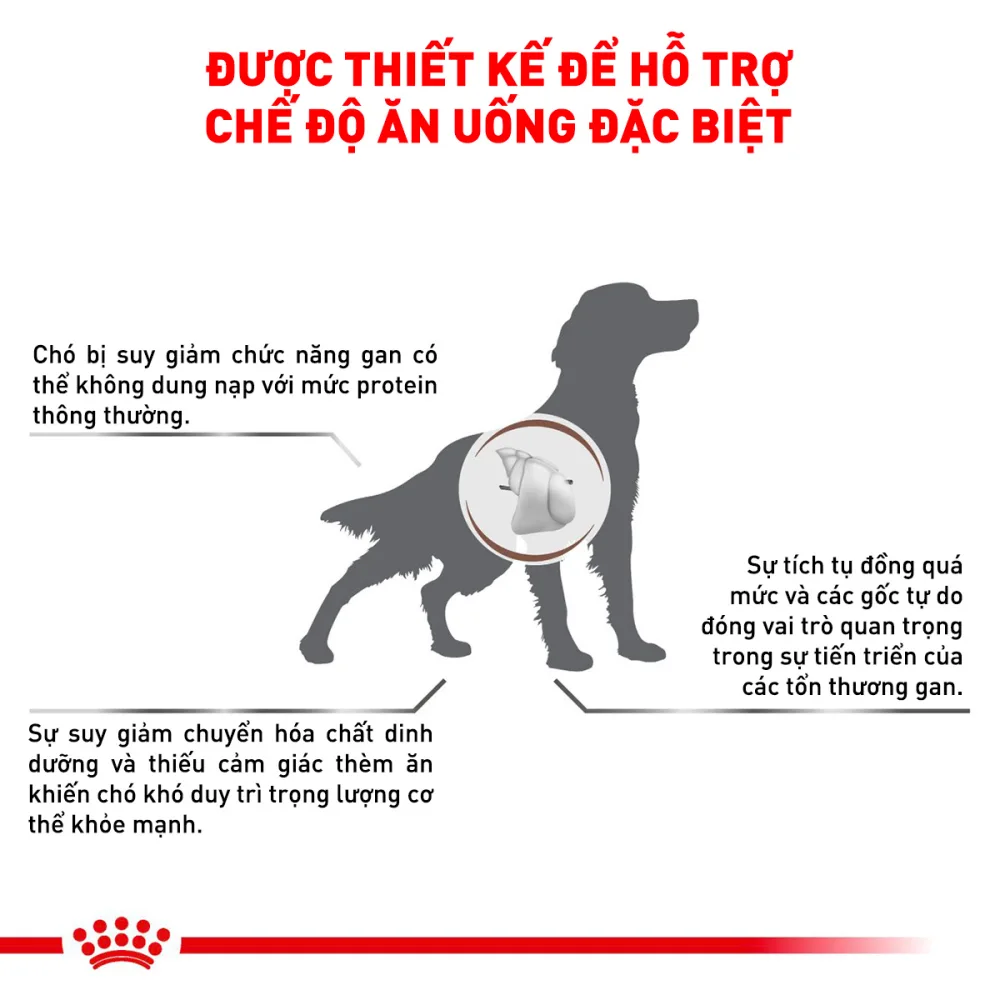 Thức Ăn Hạt Cho Chó Hỗ Trợ Gan Royal Canin Hepatic