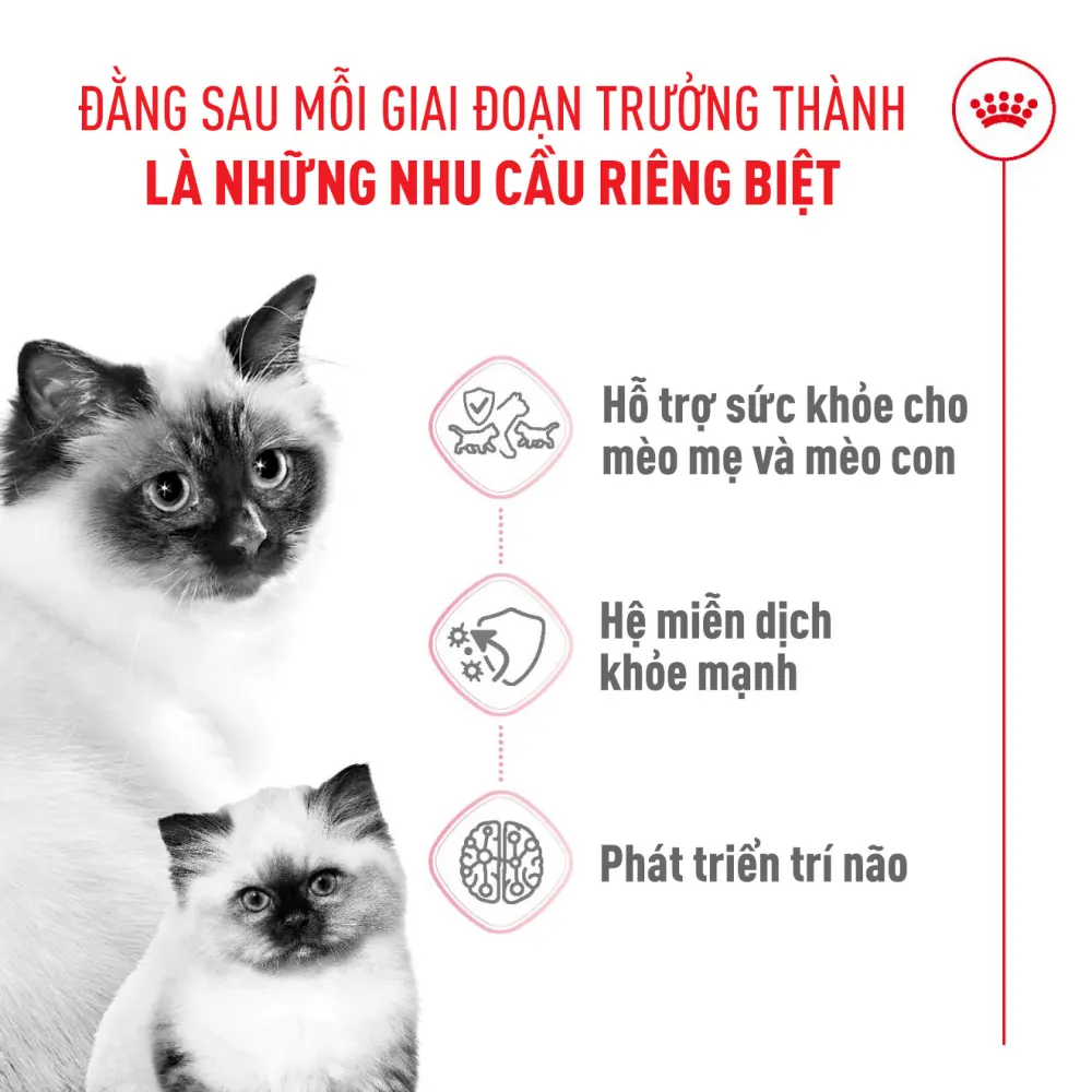 Thức Ăn Hạt Cho Mèo Mẹ & Mèo Con Royal Canin Mother & Babycat