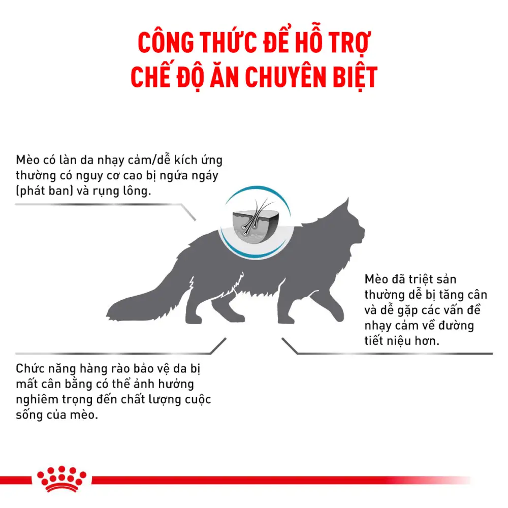 Thức Ăn Hạt Cho Mèo Hỗ Trợ Da & Lông Royal Canin Skin & Coat