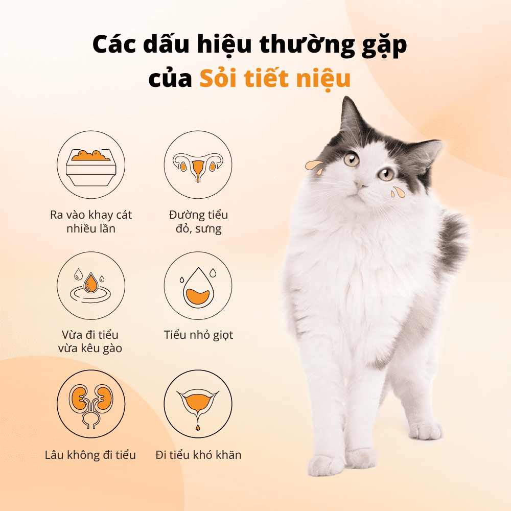 Viên kiềm hóa tiết niệu cho chó mèo Dr.Vet