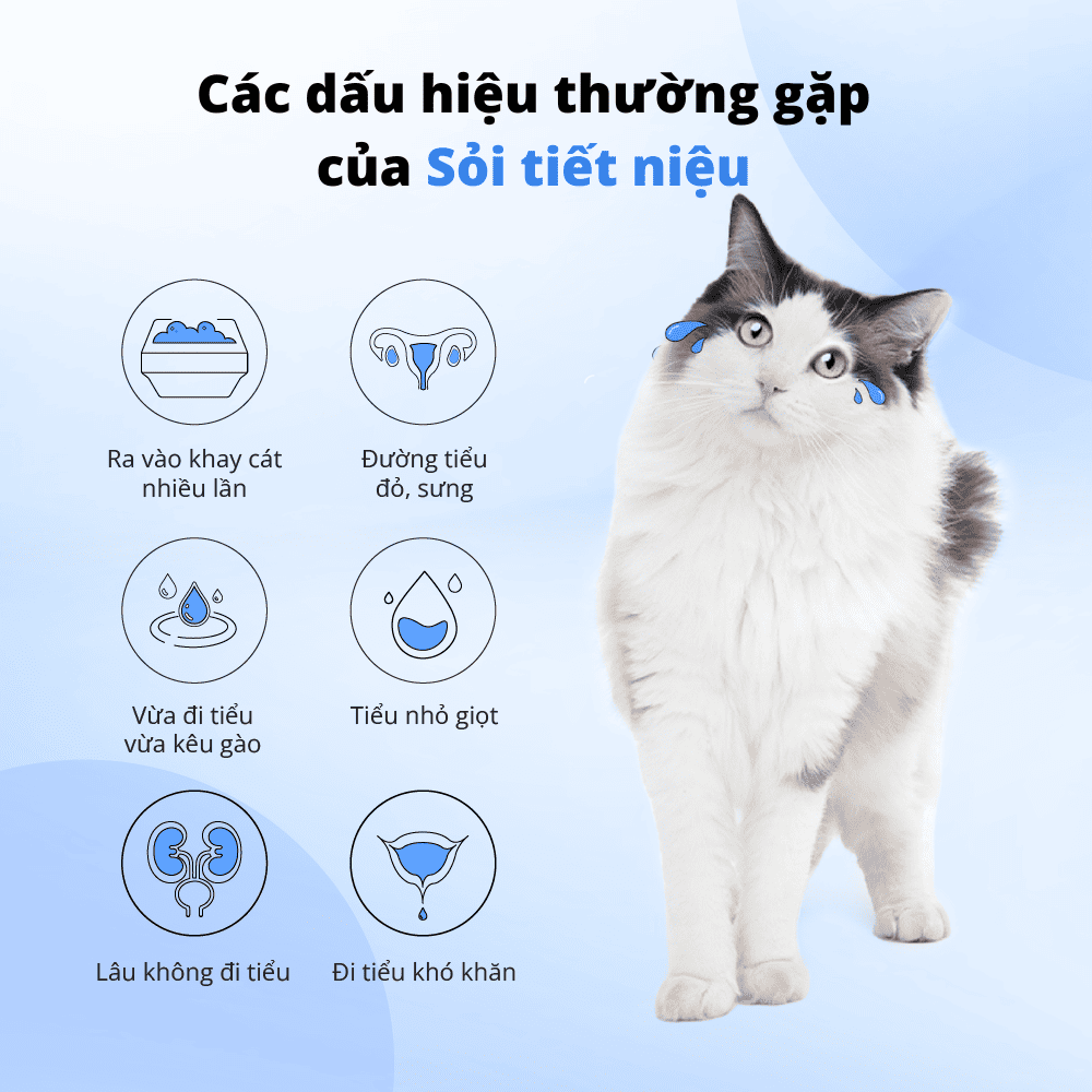 Viên tiết niệu cân bằng pH cho chó mèo Dr.Vet