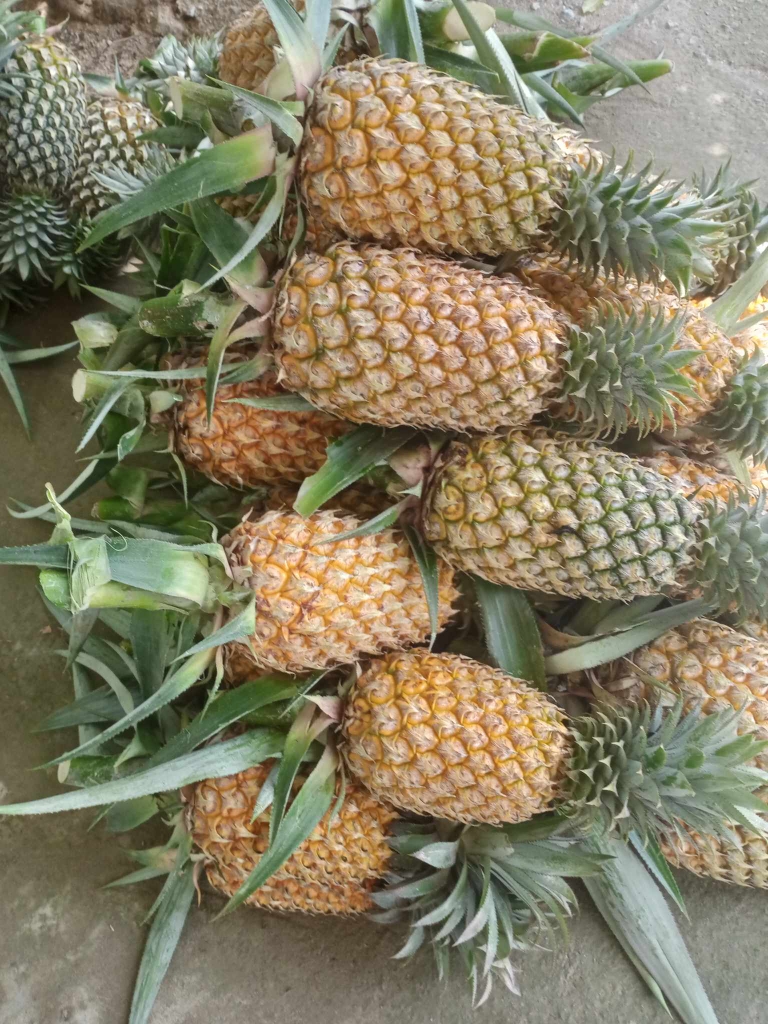 Thơm sấy muối ớt cắt nhỏ bỏ cùi hoàn toàn không đường.