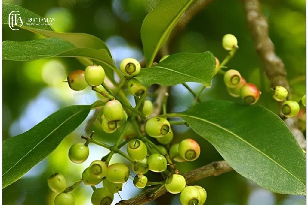 Nguồn gốc của hạt bạch ngọc bồ đề