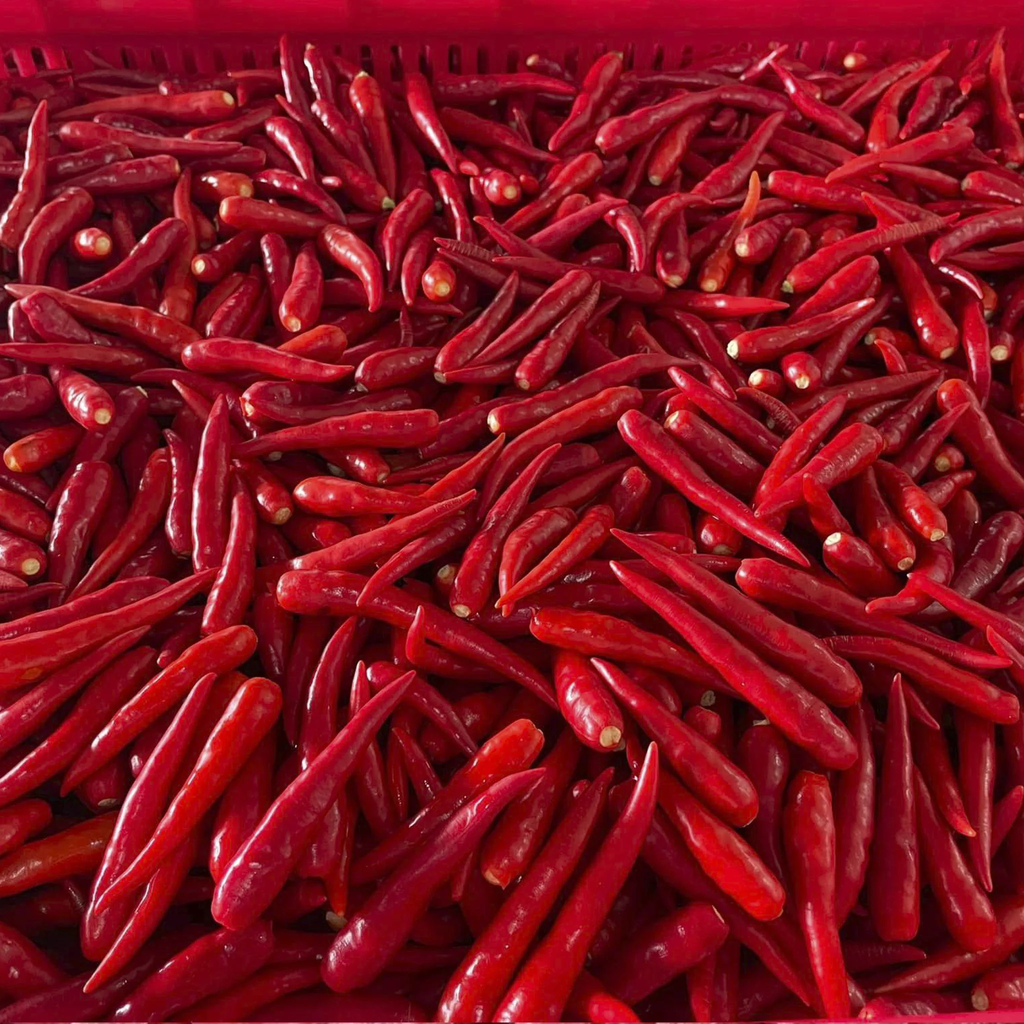 Red Chilli
