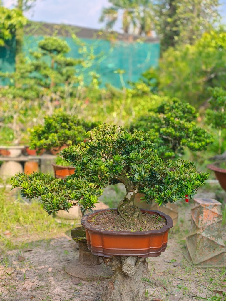 Tùng Kim Cương G-BS-TKC-021