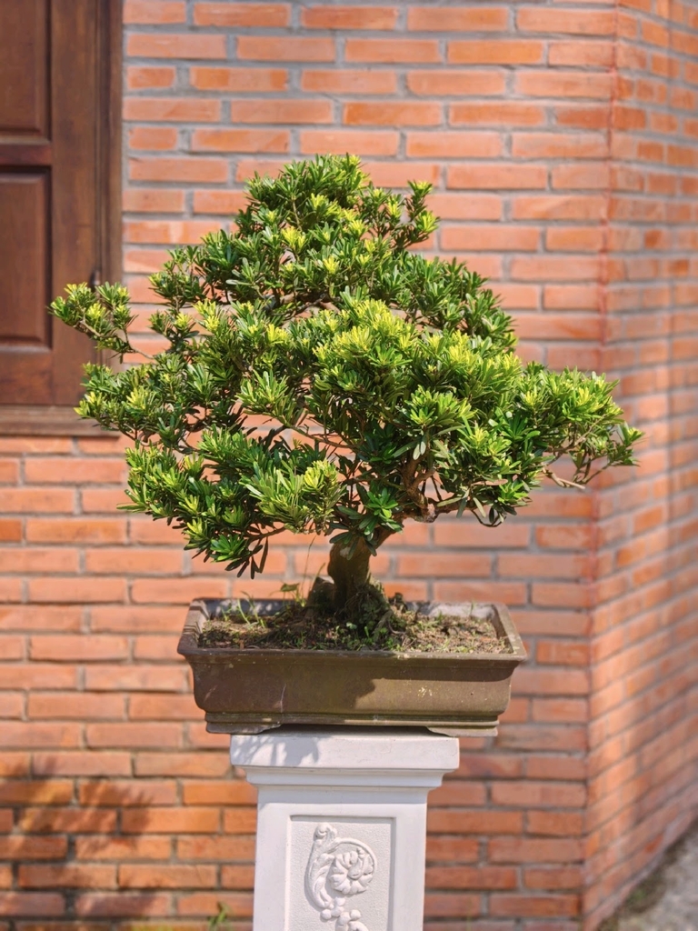 Tùng Kim Cương I-BS-TKC-011