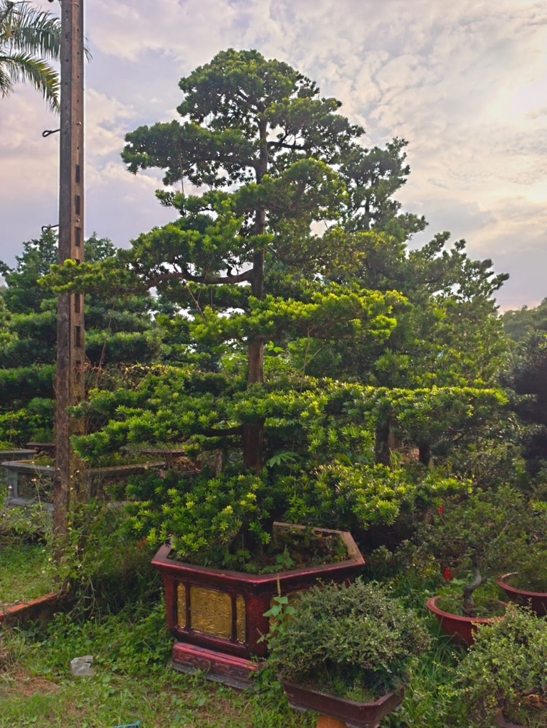 Tùng Kim Cương D-DT-TKC-001