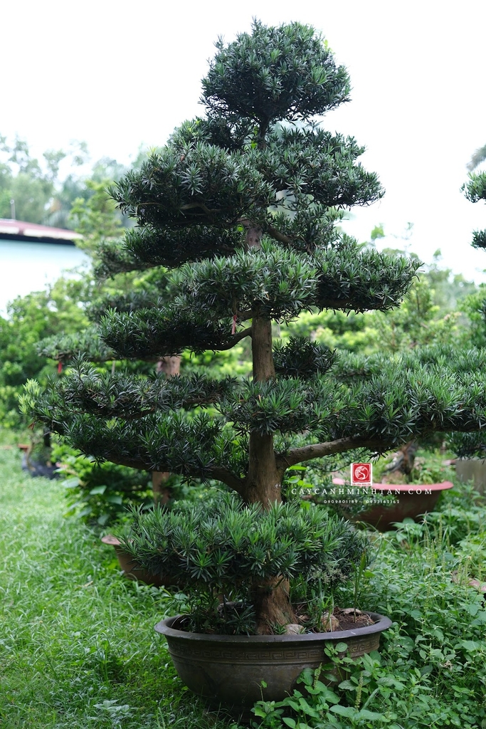 Vạn Niên Tùng C-DT-VNT-004