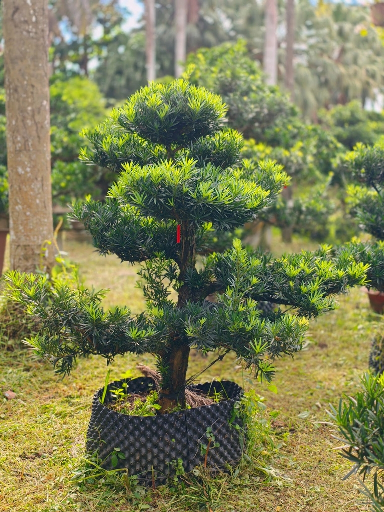 Vạn Niên Tùng B-DT-VNT-003