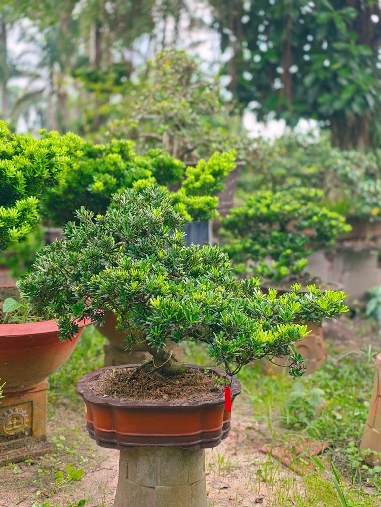 Tùng Kim Cương G-BS-TKC-017