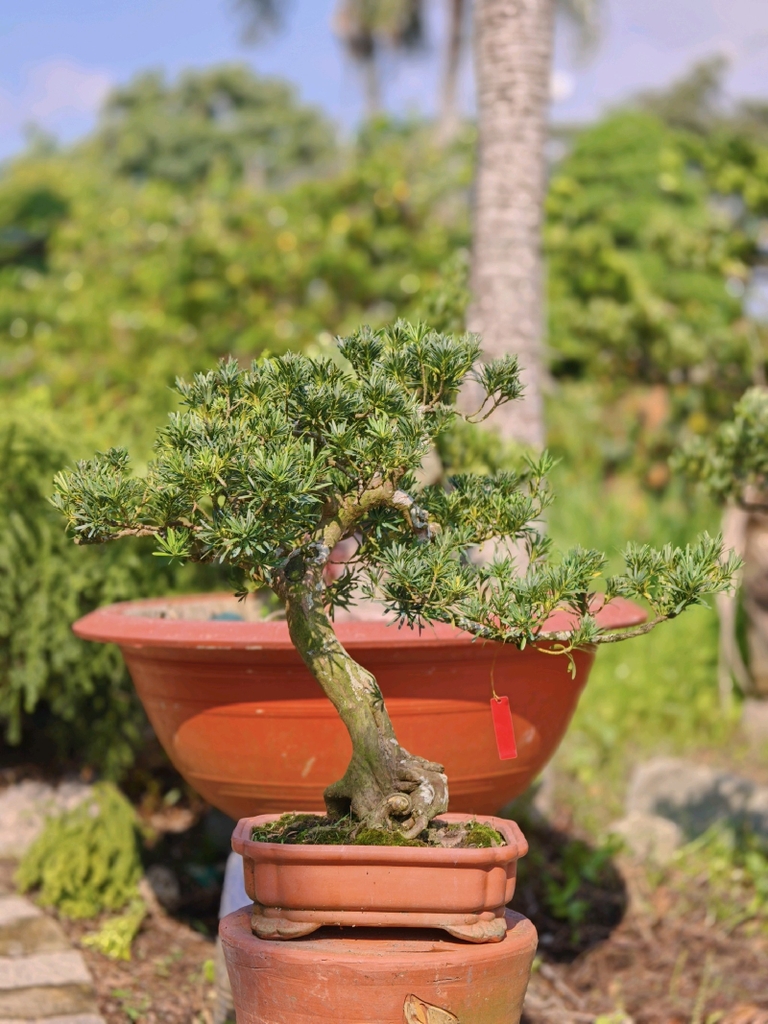 Tùng Ngọc Bích G-BS-TNB-001