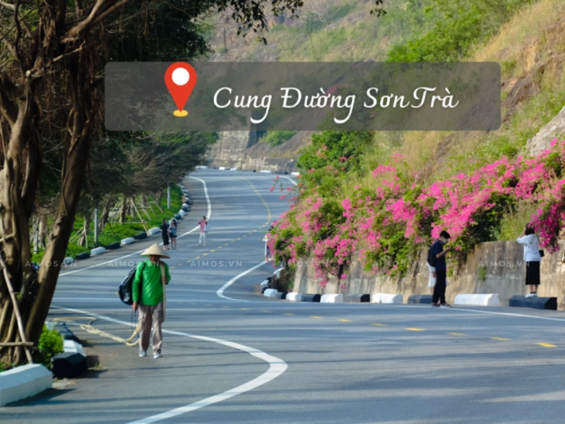 Cung Đường Sơn Trà – Trải Nghiệm Thiên Nhiên Hùng Vĩ