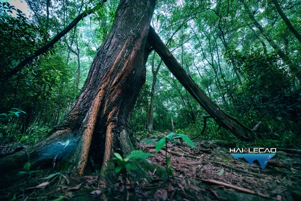 Việt Nam Ultra Trail/P2