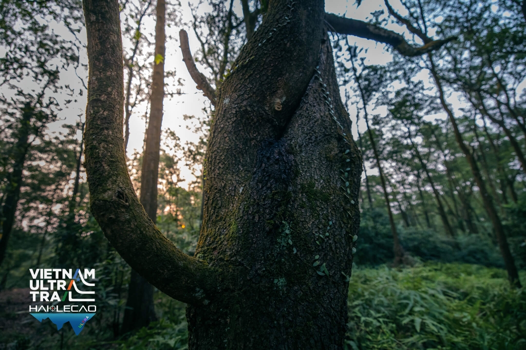 Việt Nam Ultra Trail