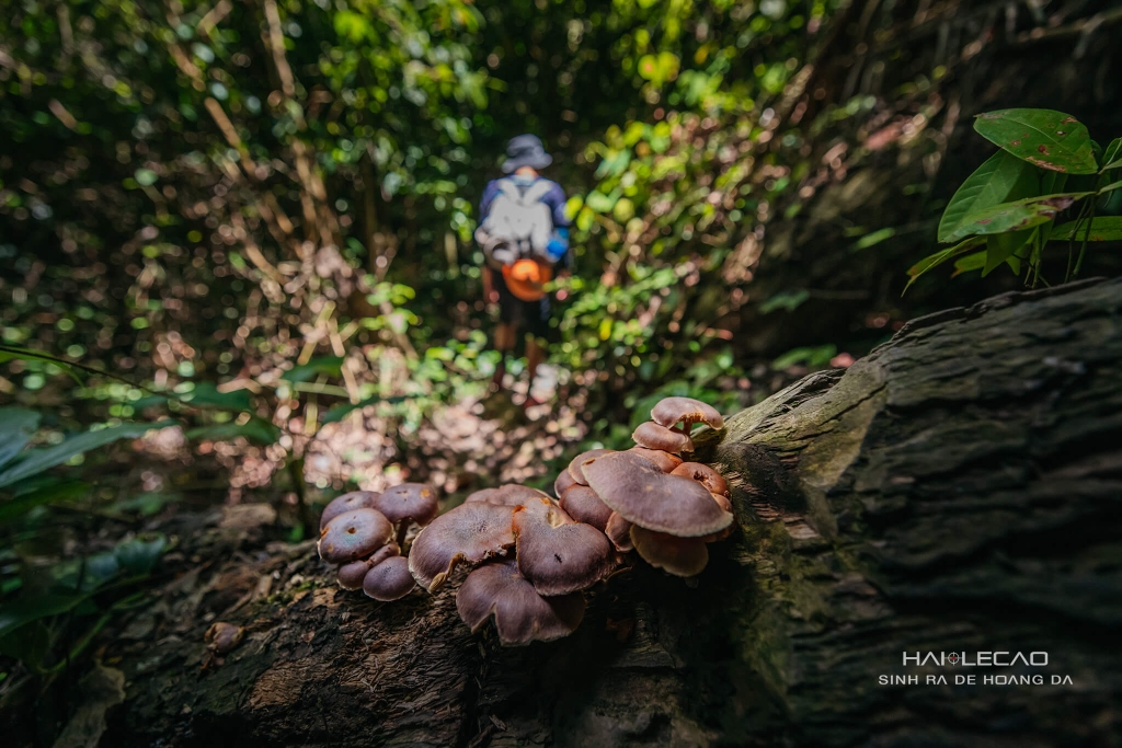 Hố Sụt Koong / Quảng Bình