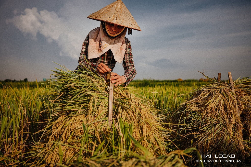 Bức Hoạ Đồng Quê