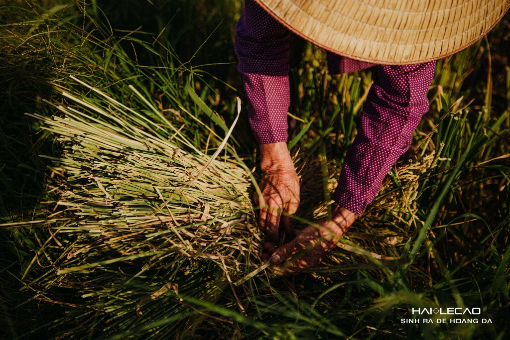 Bức Hoạ Đồng Quê