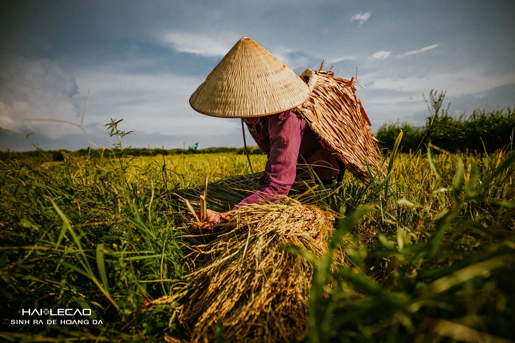 Bức Hoạ Đồng Quê