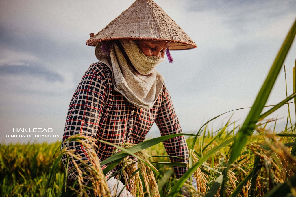 Bức Hoạ Đồng Quê