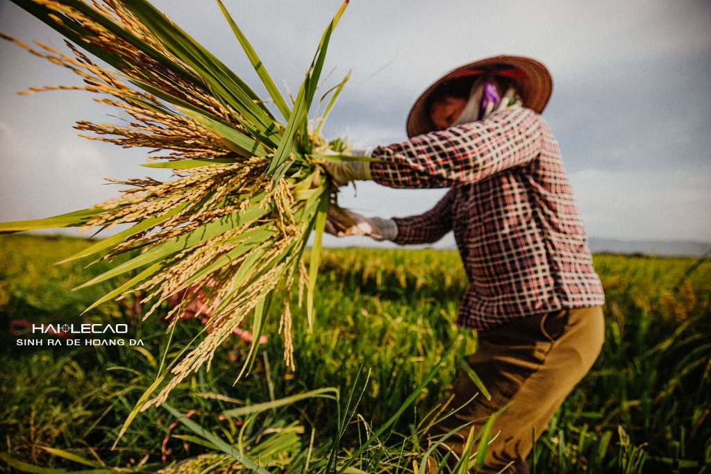 Bức Hoạ Đồng Quê