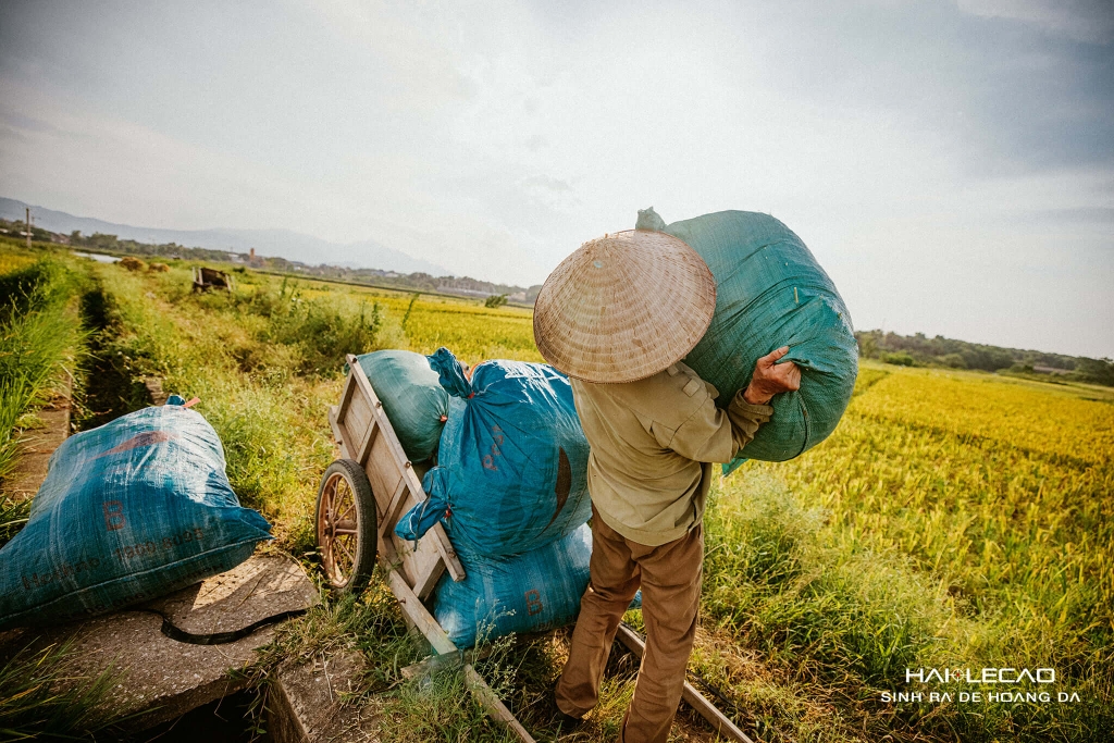 Bức Hoạ Đồng Quê