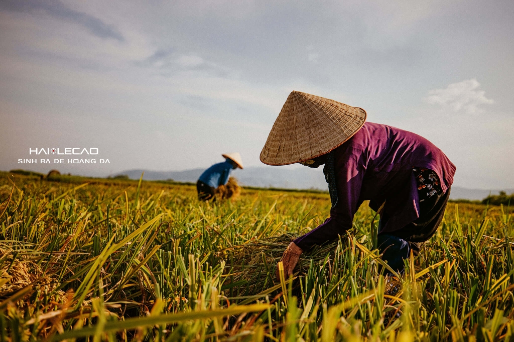 Bức Hoạ Đồng Quê