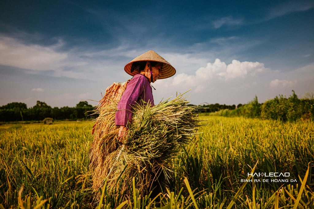 Bức Hoạ Đồng Quê